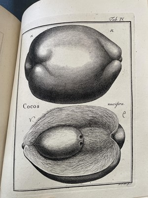 Lot 8 - (Botany) Josephus Gaertner