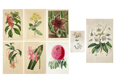 Lot 167 - (Botanical Illustrations)