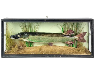 Lot 146 - A cased taxidermy pike.