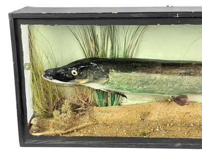 Lot 146 - A cased taxidermy pike.