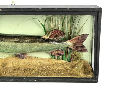 Lot 146 - A cased taxidermy pike.