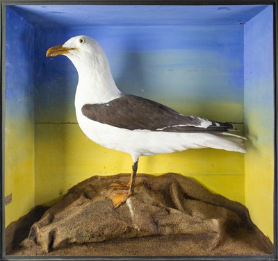 Lot 147 - A taxidermy black back seagull by W F Rowe, Madron.