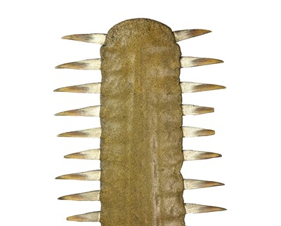 Lot 148 - Natural History: A sawfish rostrum