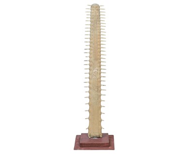 Lot 148 - Natural History: A sawfish rostrum