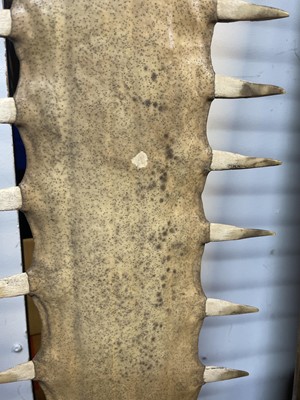Lot 148 - Natural History: A sawfish rostrum