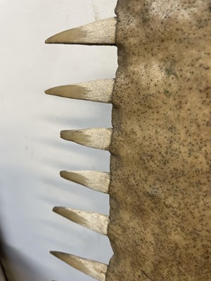 Lot 148 - Natural History: A sawfish rostrum