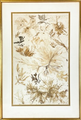 Lot 28 - A pair of framed pressed seaweed pictures.