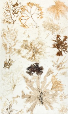 Lot 28 - A pair of framed pressed seaweed pictures.