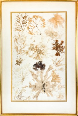 Lot 28 - A pair of framed pressed seaweed pictures.