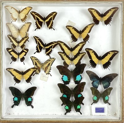 Lot 140 - A cased display of butterflies.