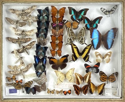 Lot 141 - A cased display of butterflies.