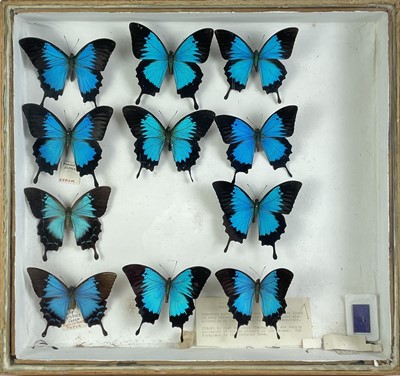 Lot 142 - A cased display of butterflies.