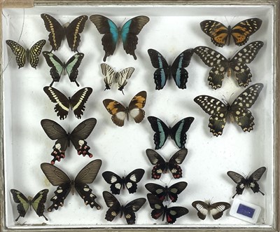 Lot 143 - A cased display of butterflies.