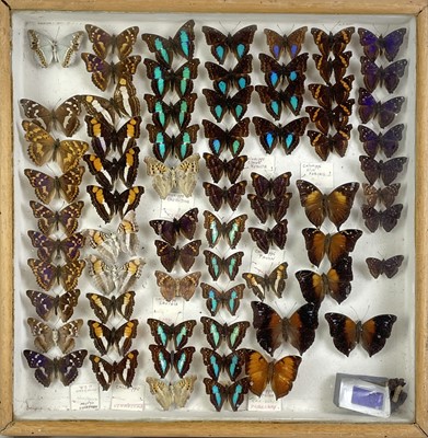 Lot 144 - A cased display of butterflies.