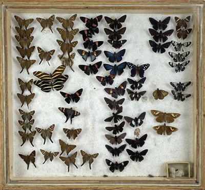 Lot 145 - A cased display of butterflies.