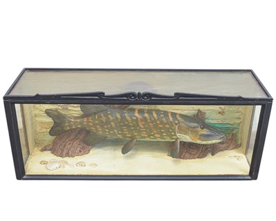 Lot 63 - A cased carved wood model of a pike.