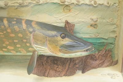 Lot 63 - A cased carved wood model of a pike.