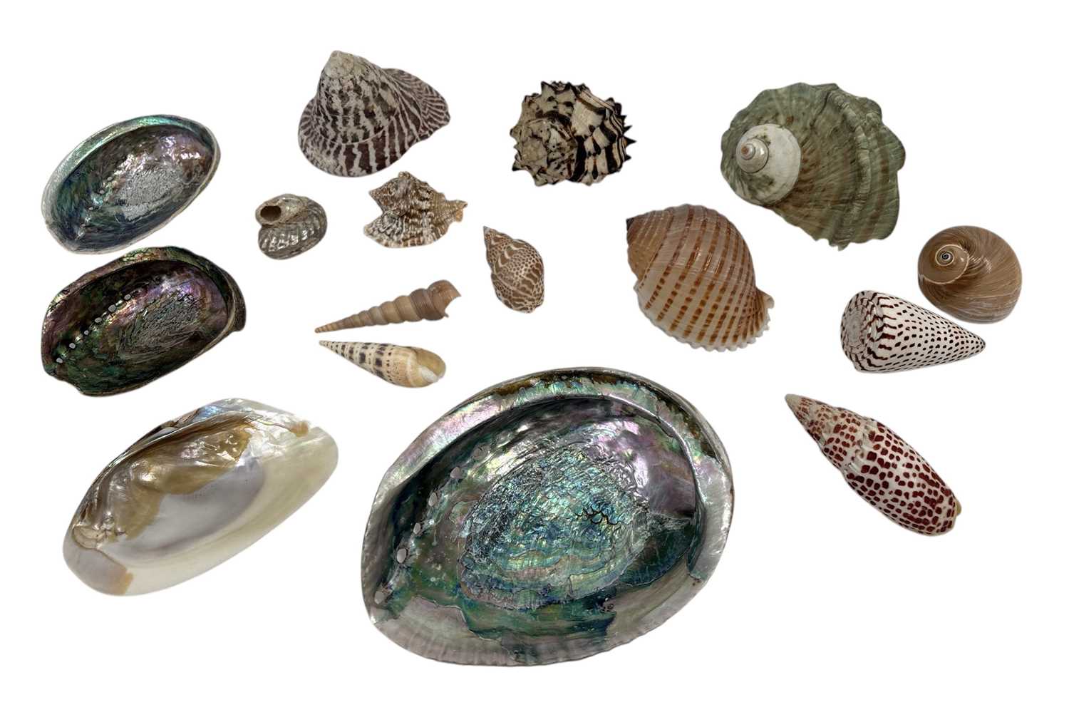 Lot 92 - A collection of shells.