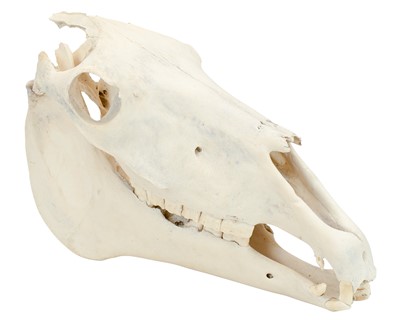 Lot 71 - Natural History/Anatomy/Zoological Osteology.