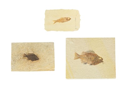 Lot 192 - Three fish fossils.
