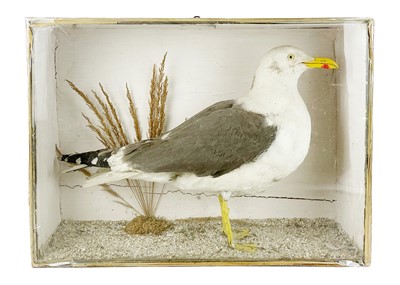 Lot 228 - A cased taxidermy great black-backed gull.