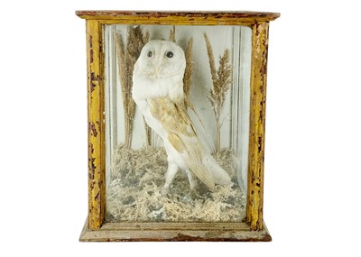 Lot 227 - A cased taxidermy barn owl.