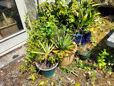 Lot 675 - Outside