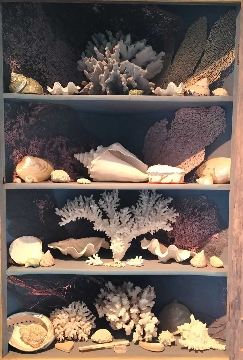 Lot 299 - Shells