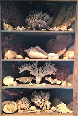 Lot 299 - Shells