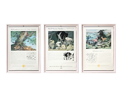 Lot 24 - Three framed shell guide posters.