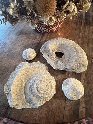 Lot 490 - Fossils