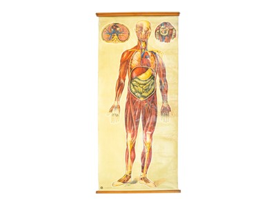 Lot 742 - Human anatomy poster by J.Teck.