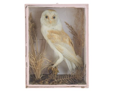 Lot 379 - A late Victorian taxidermy barn owl.