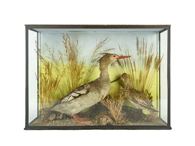 Lot 229 - A taxidermy female Goosander and a bar tailed Godwit.