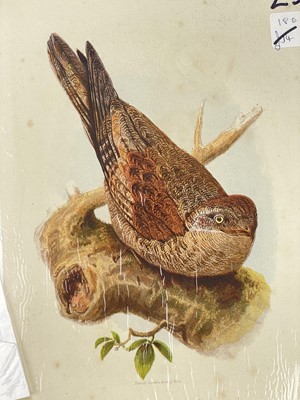 Lot 47 - A large collection of prints, bookplates and illustrations &c. &c.