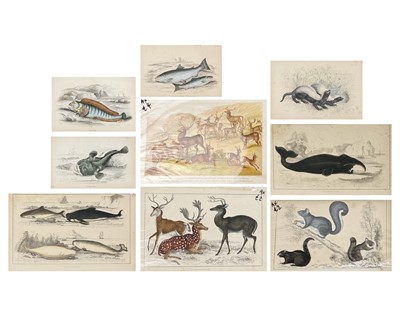 Lot 53 - A Large Collection of 19th Century Natural History Prints