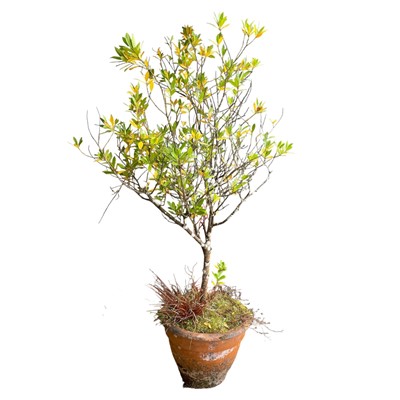 Lot 21 - Possibly a Bay Tree in a large Terracotta Pot....