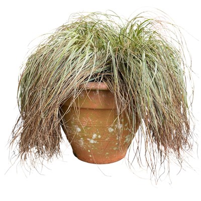 Lot 34 - An Ornamental Grass in a large terracotta pot....