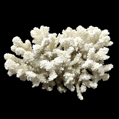 Lot 119 - A sample of a brownstem cauliflower coral...
