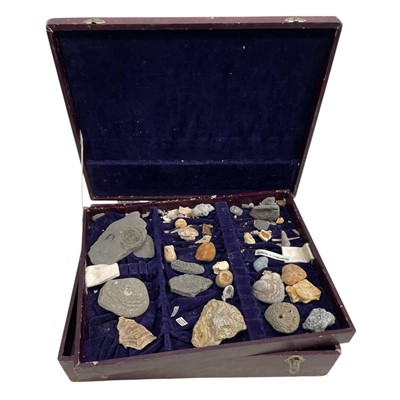 Lot 174 - A Fossil display box with Fossil remains.