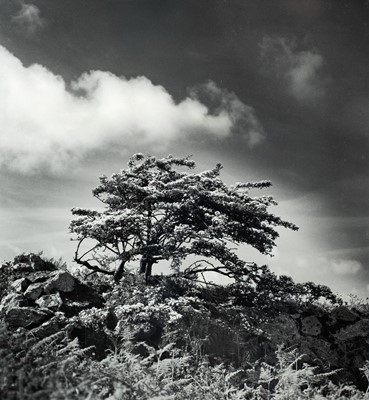 Lot 120 - Ander GUNN (XX-XXI)