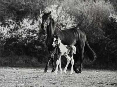 Lot 104 - Ander GUNN (XX-XXI)