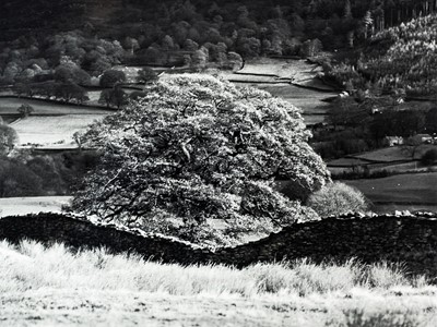 Lot 132 - Ander GUNN (XX-XXI)