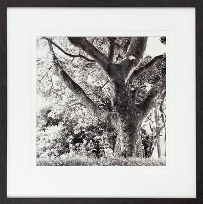 Lot 124 - Ander GUNN (XX-XXI)