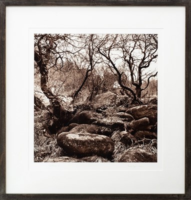 Lot 111 - Ander GUNN (XX-XXI)