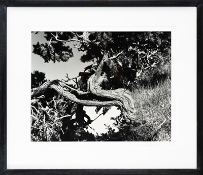 Lot 101 - Ander GUNN (XX-XXI)