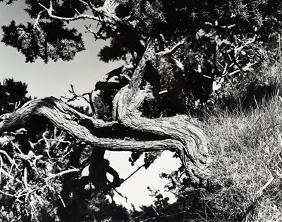 Lot 101 - Ander GUNN (XX-XXI)