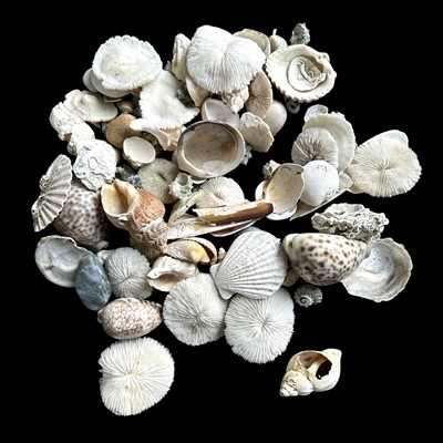 Lot 226 - A collection of shells and mushroom/razor...