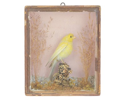 Lot 164 - Taxidermy. A late 19th/early 20th century canary by W.H. Eva of Penzance.