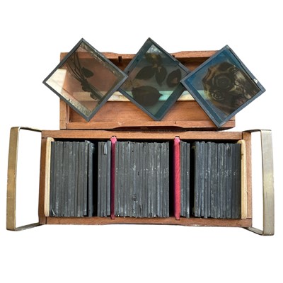 Lot 149 - A boxed collection of Antique Butterfly, Moth,...